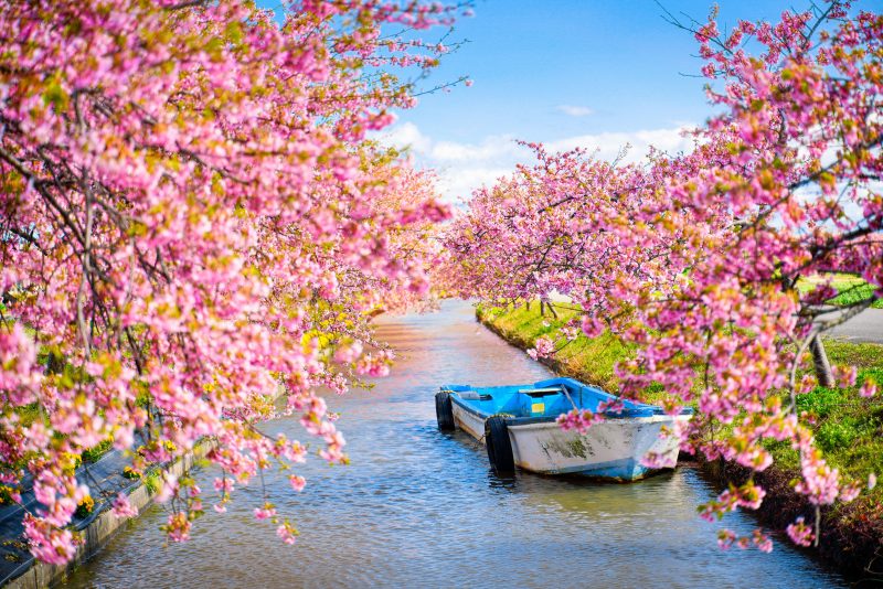 小舟と河津桜